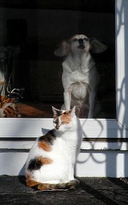 typical cat with typical dog