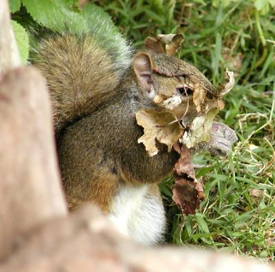 squirrel