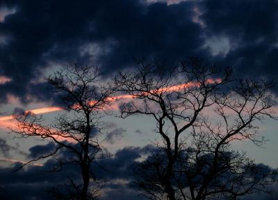 trees April sunset