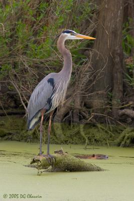 GBH & Friend