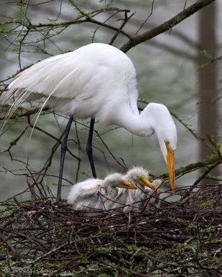 Parent and Young