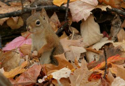 u10/dholm/medium/37809621.RedSquirrel.jpg