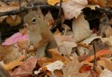 Red Squirrel.jpg