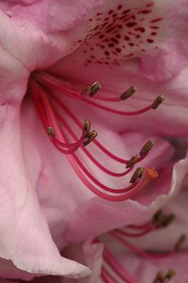 Rhodo2-Web.jpg