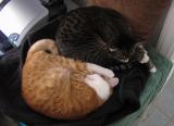 YinYang
