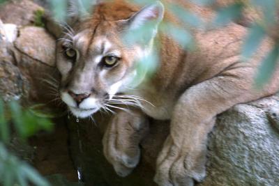 Cougar2.jpg