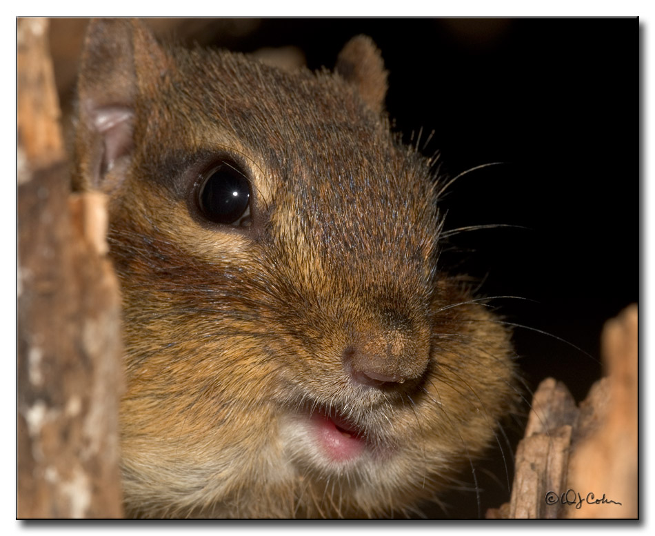 DSC_7458a950.jpg
