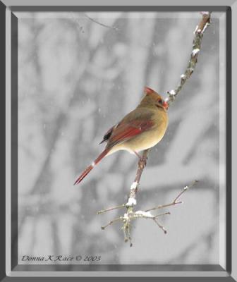 Female Cardinal ~ 2003