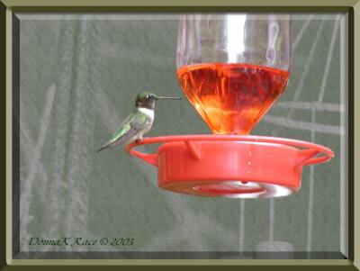 Hummingbird ~ 2003