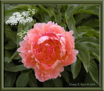 Peony-New Color 2003