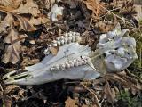 Found on the Rail Trail, March 30...bummer!!!!