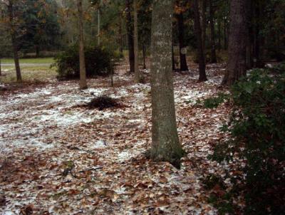 Snow in the swamp lands.jpg
