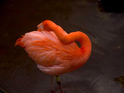 Flamingos get their color from the small crustaceans they eat.