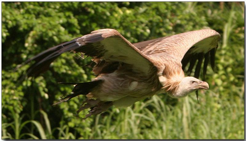 Griffon Vulture