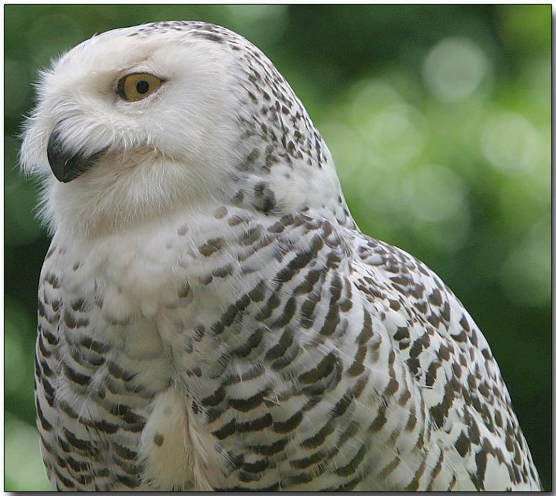 Snowy Owl