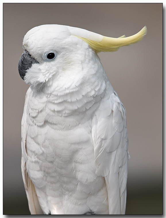 Sulphur-crested Cockatoo