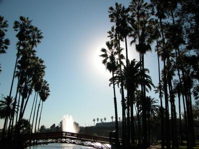 Palm Tree Beauty at Echo Park, California