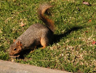 Squirrel on Christmas Day, Pasadena, California