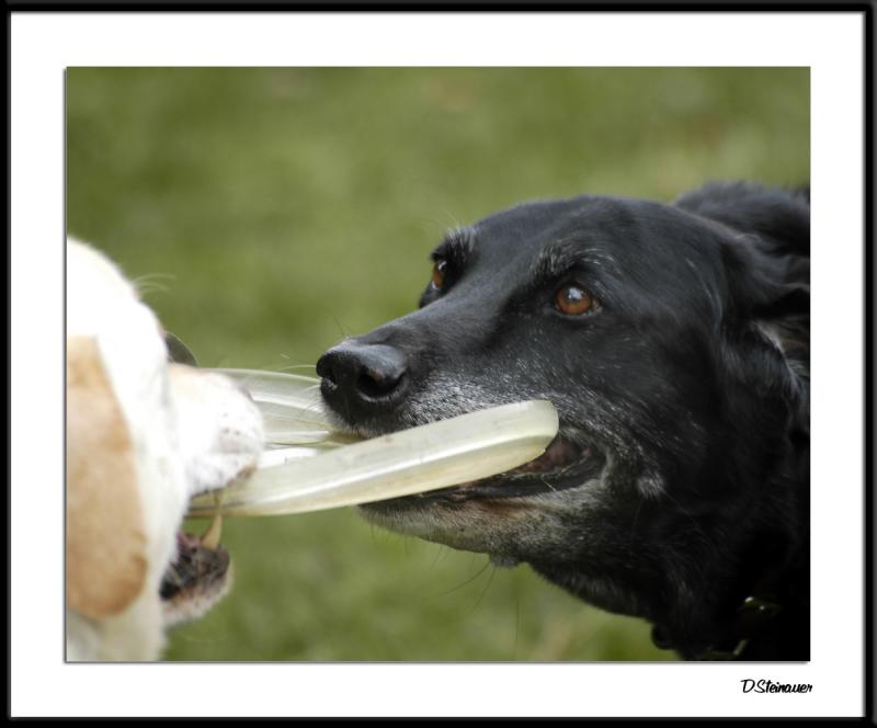 Rocky & Boomer discussion a frizbee