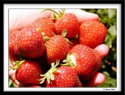 u10/dstevens/medium/3950349.strawberries.jpg