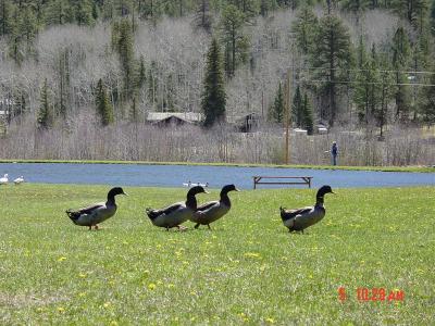 Duck walk at Greer Lodge
