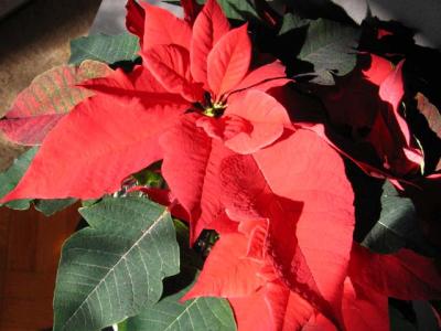 Poinsettia