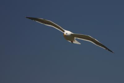 82_beachgull.jpg