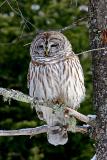 Barred Owl 2 (2 of 2)