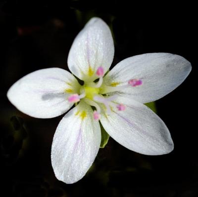 3/29/05 - Spring Beauty