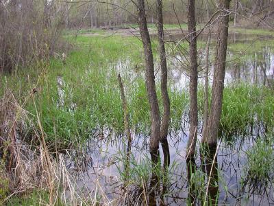 Blanding's Turtle Habitat