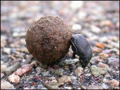Dung Beetle at Work