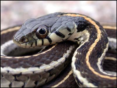 Black-necked Garter Snake