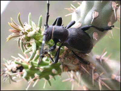 Cactus Longhorn Beetle (Moneilema gigas)