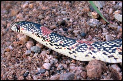 Western Long-nosed Snake