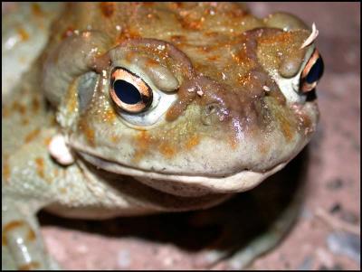 Desert Toad Closeup