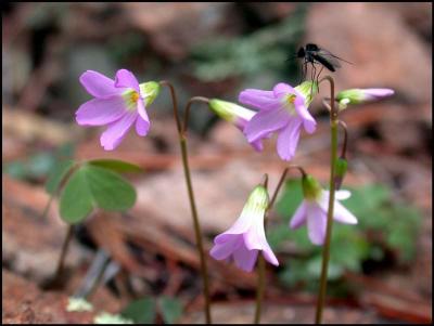 Flowers & Bee Fly