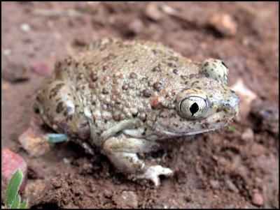 Plains Spadefoot