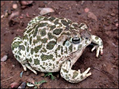 Plains Toad