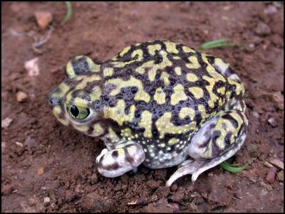 Couch's Spadefoot - Female