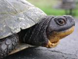 Blandings Turtle (Emydoidea blandingii)