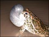 Great Plains Toad