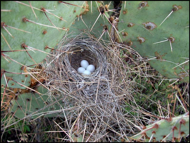 Black-throated Sparrow Nest