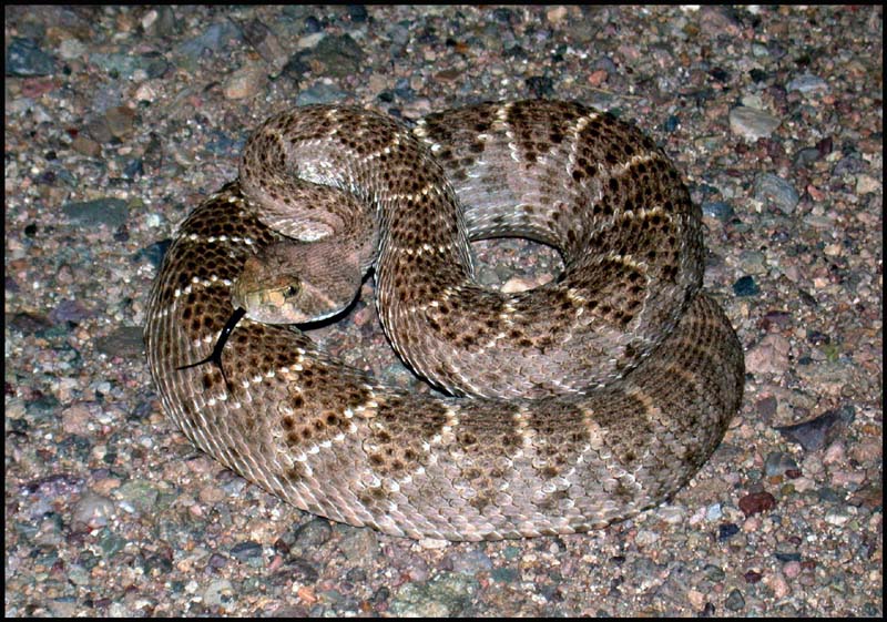 Western Diamondback