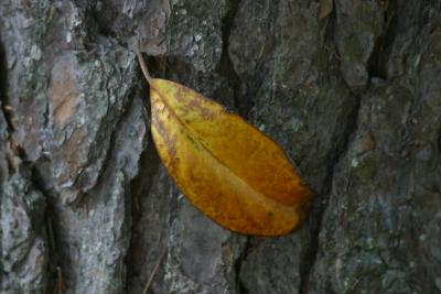 Leaf on Bark