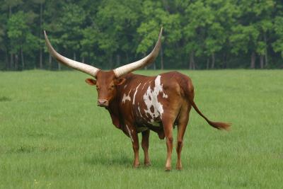 Texas Longhorn