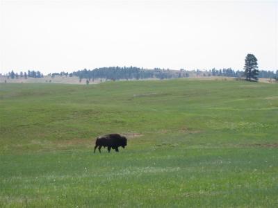 Buffalo - Wind Cave NP, SD