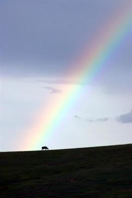 Cow at Rainbow's End - LBH NM