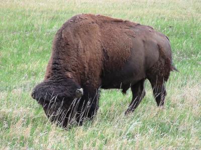 Buffalo Bill - TR NP