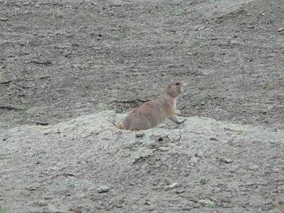 ND Prairie Dog - TR NP