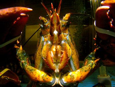 Lobster In Tank